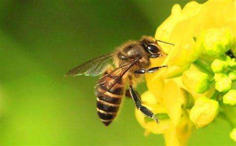 蜜蜂飞进家里风水